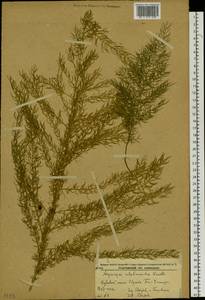 Asparagus schoberioides Kunth, Siberia, Russian Far East (S6) (Russia)