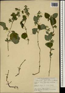 Clinopodium grandiflorum (L.) Kuntze, South Asia, South Asia (Asia outside ex-Soviet states and Mongolia) (ASIA) (Turkey)