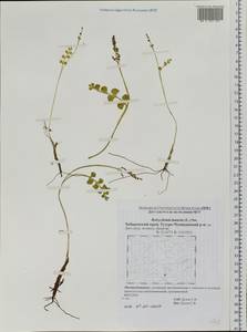 Botrychium lunaria (L.) Sw., Siberia, Russian Far East (S6) (Russia)
