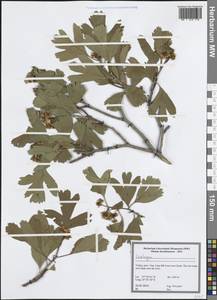 Crataegus, South Asia, South Asia (Asia outside ex-Soviet states and Mongolia) (ASIA) (Turkey)