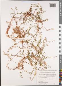 Vaccinium microcarpum (Turcz. ex Rupr.) Schmalh. ex Busch, Siberia, Russian Far East (S6) (Russia)