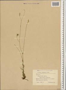 Crupina vulgaris (Pers.) Cass., Caucasus, Armenia (K5) (Armenia)