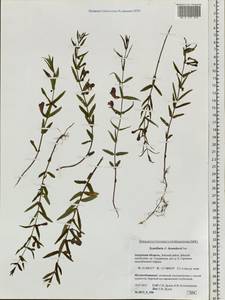 Scutellaria regeliana var. ikonnikovii (Juz.) C.Y.Wu & H.W.Li, Siberia, Russian Far East (S6) (Russia)