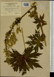 Aconitum orientale Mill., Caucasus, South Ossetia (K4b) (South Ossetia)
