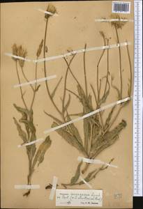 Pseudopodospermum inconspicuum (Lipsch.) Zaika, Sukhor. & N. Kilian, Middle Asia, Western Tian Shan & Karatau (M3)