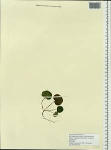 Pyrola renifolia Maxim., Siberia, Russian Far East (S6) (Russia)