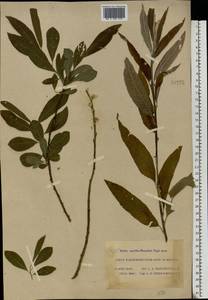 Salix aurita × viminalis, Eastern Europe, Moscow region (E4a) (Russia)