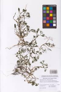 Ranunculus rionii Lagger, Eastern Europe, Rostov Oblast (E12a) (Russia)