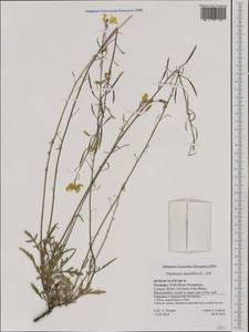 Diplotaxis tenuifolia (L.) DC., Western Europe (EUR) (Germany)