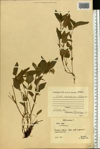 Viola canina subsp. canina, Eastern Europe, Northern region (E1) (Russia)