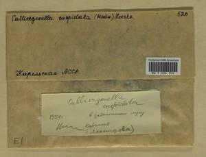 Calliergonella cuspidata (Hedw.) Loeske, Bryophytes, Bryophytes - Karelia, Leningrad & Murmansk Oblasts (B4) (Russia)