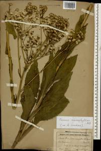 Senecio macrophyllus M. Bieb., Caucasus, Stavropol Krai, Karachay-Cherkessia & Kabardino-Balkaria (K1b) (Russia)