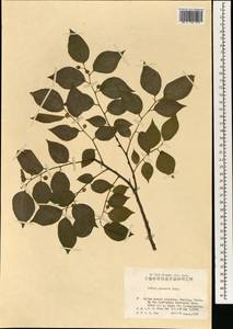 Celtis sinensis Pers., South Asia, South Asia (Asia outside ex-Soviet states and Mongolia) (ASIA) (China)
