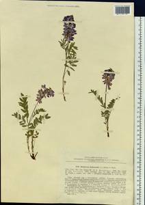 Hedysarum hedysaroides subsp. arcticum (B.Fedtsch.) P.W.Ball, Siberia, Chukotka & Kamchatka (S7) (Russia)