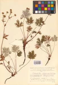 Potentilla arctica Lehm., Eastern Europe, Northern region (E1) (Russia)
