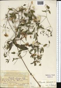 Clematis orientalis L., Middle Asia, Northern & Central Tian Shan (M4) (Kazakhstan)