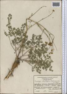 Prangos odontalgica (Pall.) Herrnst. & Heyn, Middle Asia, Caspian Ustyurt & Northern Aralia (M8) (Kazakhstan)