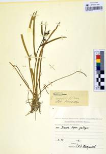 MAG 0003171, Sparganium angustifolium Michx., Siberia, Chukotka & Kamchatka (S7) (Russia)