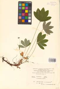 Potentilla alba L., Eastern Europe, North Ukrainian region (E11) (Ukraine)