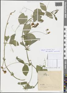 Lathyrus, Eastern Europe, Eastern region (E10) (Russia)