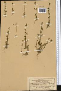 Lomatogonium carinthiacum (Wulfen) Reichenb., Middle Asia, Western Tian Shan & Karatau (M3) (Kazakhstan)