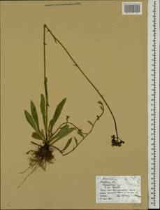 Pilosella caespitosa subsp. caespitosa, Eastern Europe, Moscow region (E4a) (Russia)