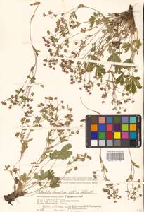 Potentilla humifusa Willd. ex D. F. K. Schltdl., Eastern Europe, Lower Volga region (E9) (Russia)