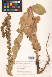 MHA 0 159 048, Verbascum phlomoides L., Eastern Europe, South Ukrainian region (E12) (Ukraine)