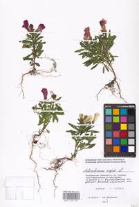 Antirrhinum majus L., Eastern Europe, Moscow region (E4a) (Russia)