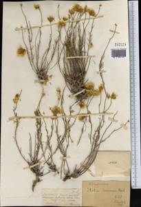 Limonium chrysocomum subsp. semenovii (Herder) Kamelin, Middle Asia, Dzungarian Alatau & Tarbagatai (M5) (Kazakhstan)