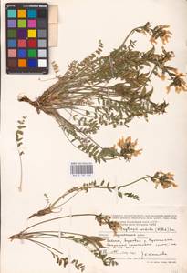 Oxytropis sordida (Willd.) Pers., Eastern Europe, Northern region (E1) (Russia)