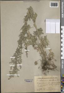 Artemisia absinthium L., Eastern Europe, Lower Volga region (E9) (Russia)