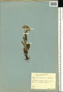 Tephroseris integrifolia subsp. tundricola (Tolm.) B. Nord., Eastern Europe, Eastern region (E10) (Russia)