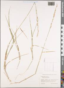 Elymus lolioides (P.Candargy) Melderis, Eastern Europe, Middle Volga region (E8) (Russia)