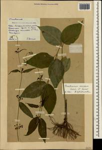 Vincetoxicum scandens Sommier & Levier, Crimea (KRYM) (Russia)