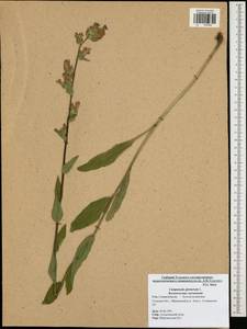 Campanula glomerata L., Eastern Europe, Central region (E4) (Russia)