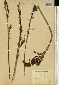 Pedicularis, Eastern Europe, Eastern region (E10) (Russia)