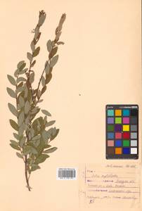 Salix myrtilloides L., Siberia, Russian Far East (S6) (Russia)