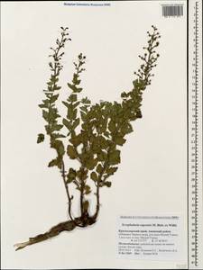 Scrophularia variegata subsp. rupestris (M. Bieb. ex Willd.) Grau, Caucasus, Krasnodar Krai & Adygea (K1a) (Russia)