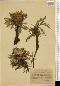 Jurinea moschus subsp. pinnatisecta (Boiss.) Greuter, Caucasus, Krasnodar Krai & Adygea (K1a) (Russia)