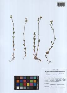 Cerastium arvense L., Siberia, Altai & Sayany Mountains (S2) (Russia)