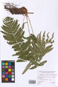 Dryopteris filix-mas (L.) Schott, Eastern Europe, North-Western region (E2) (Russia)