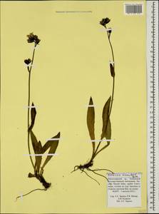 Hieracium sparsum subsp. macrolepis (Boiss.) Zahn, Caucasus, Krasnodar Krai & Adygea (K1a) (Russia)
