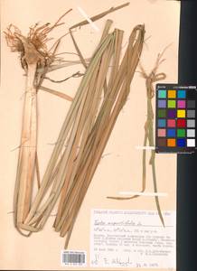 Typha angustifolia L., Eastern Europe, Moscow region (E4a) (Russia)