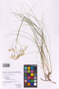 Eremogone longifolia (M. Bieb.) Fenzl, Eastern Europe, North-Western region (E2) (Russia)
