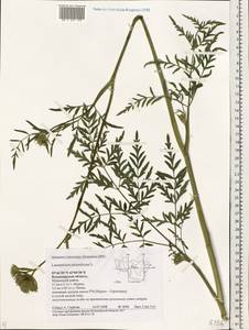 Silphiodaucus prutenicus subsp. prutenicus, Eastern Europe, Central region (E4) (Russia)