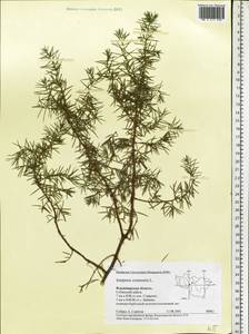 Juniperus communis L., Eastern Europe, Central region (E4) (Russia)