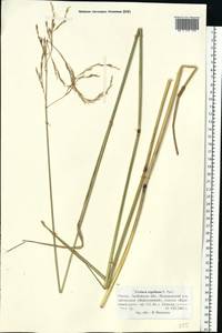 Festuca orientalis (Boiss.) B.Fedtsch., Eastern Europe, Central forest-and-steppe region (E6) (Russia)