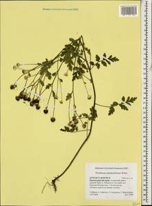 Tanacetum partheniifolium (Willd.) Sch. Bip., Caucasus, Krasnodar Krai & Adygea (K1a) (Russia)