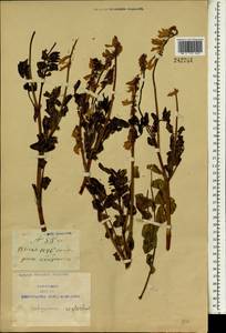 Hedysarum neglectum Ledeb., South Asia, South Asia (Asia outside ex-Soviet states and Mongolia) (ASIA) (China)